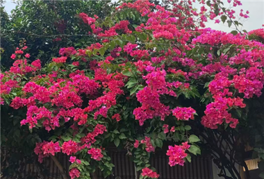 《“人工智能 教育”行動計劃》印發(fā) 重塑未來教育生態(tài)